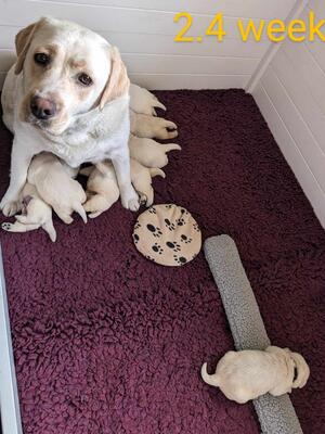 Geri litter 2.4 weeks