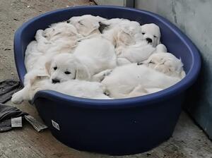 Pups relaxing together