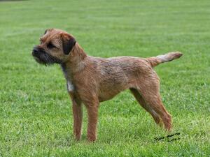 Thistlemead Sundance JW
