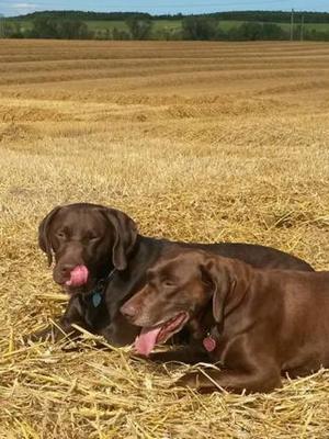 champdogs gsp puppies