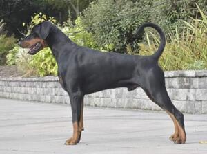 Peppe at 2 years old