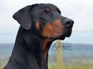 Bel, Neth Ch Grafmax Louis Armstrong ShCM RL3Ex