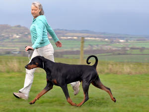 Bel, Neth Ch Grafmax Louis Armstrong ShCM RL3Ex