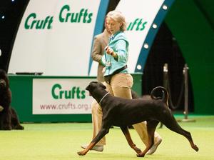 Satchmo in group at Crufts 2013
