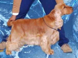 Dad to be Dusko