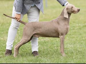 Sire Show Champion Gunalt Hendricks