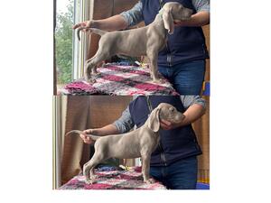 Good puppies stacking for show pics