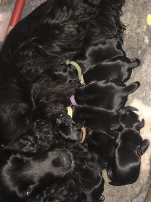 Dora with her babies 5 days old