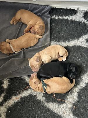 Puppies from last litter