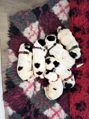 Tired puppies
