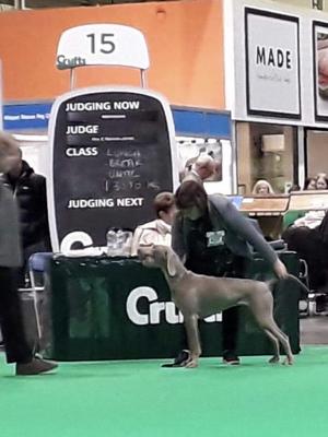 Seula from Poppy's last litter at Crufts