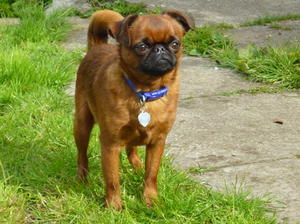 Wee Chester