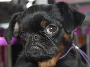 Posie Having Won Best Puppy At Her 1st Show
