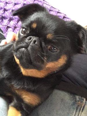 The Adorable Coco
