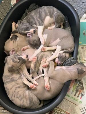 Puppies
