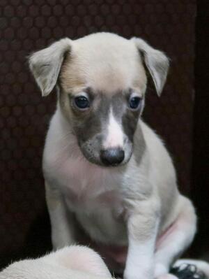 Fawn Boy - Available