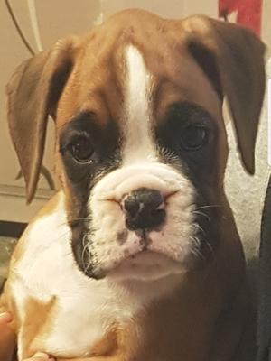 Red & white bitch (Photo taken at 6 week's old)