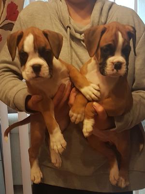 Both bitches for sale (photo taken at 6 week's)