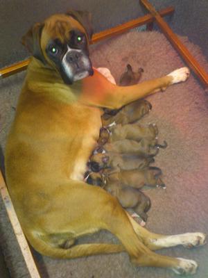 Honey and her Seven Dwarfs
