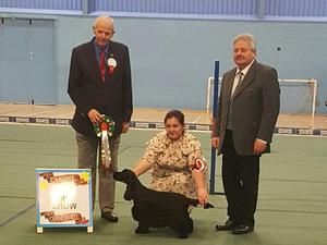 Arnie winning best in show @Cardiff Canine Society