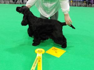 Arnie 3rd in Undergraduate at Crufts 2018