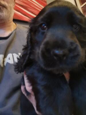 Black Dog