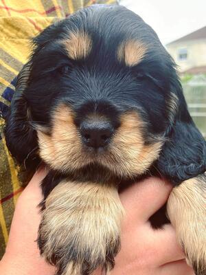 6weeks old