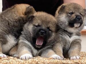 Shiba litter 