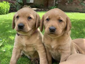Archers puppies from first litter