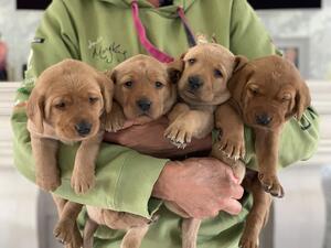 Pups at 6 weeks from first litter