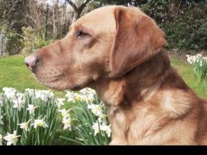 Sire used for first and second litter