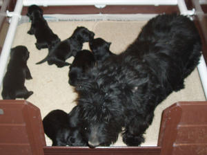 April & puppies