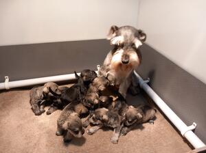 Posy and puppies.