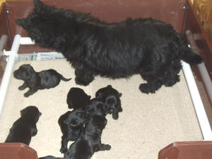 Queenie's pups 3 weeks old