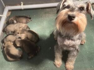Nancy & pups