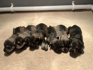 Nancy's puppies