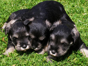 Beth's Puppies 2011