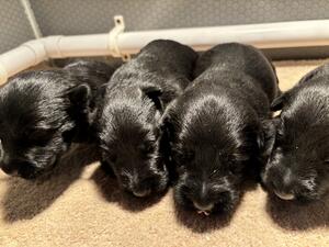 Pebble's puppies 2023