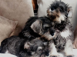 Bella's puppies