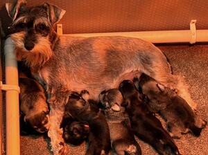 Nina & puppies