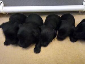 Tammy's pups