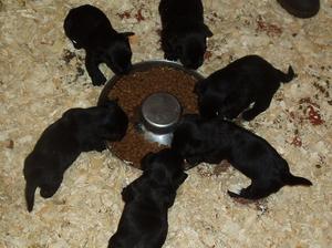 Precocious puppies