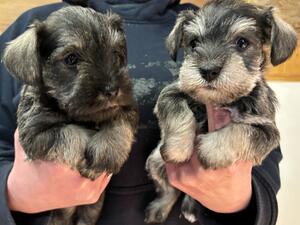 Bitch puppies 6 weeks