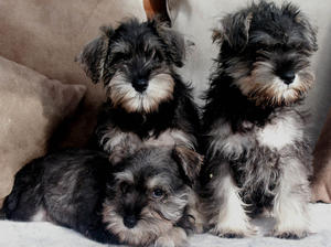 Bella's puppies1