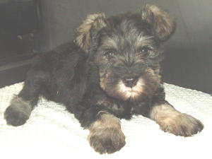 Dusty Bitch Puppy