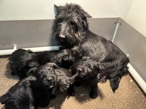 Cracker & puppies