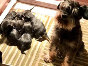 Dido & pups