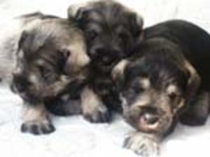BETH'S PUPS