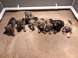 Posy pups