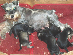 Poppy and Puppies
